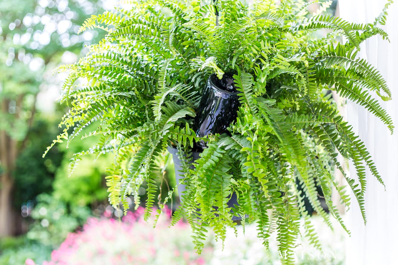 DIY wine bottle plant waterer to keep your hanging plants hydrated- Maison de Pax