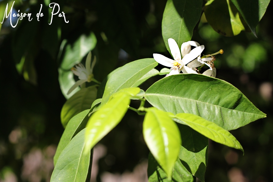 Ideas for bringing simple, fragrant greenery into your home to celebrate spring at aiweb9ygdry.cmersite.com