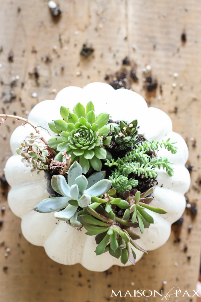 Looking for simple, easy fall decor? Try these fall succulent planters! A simple pumpkin vase makes for beautiful DIY fall decor. Click for the tutorial and tips to make them beautiful.