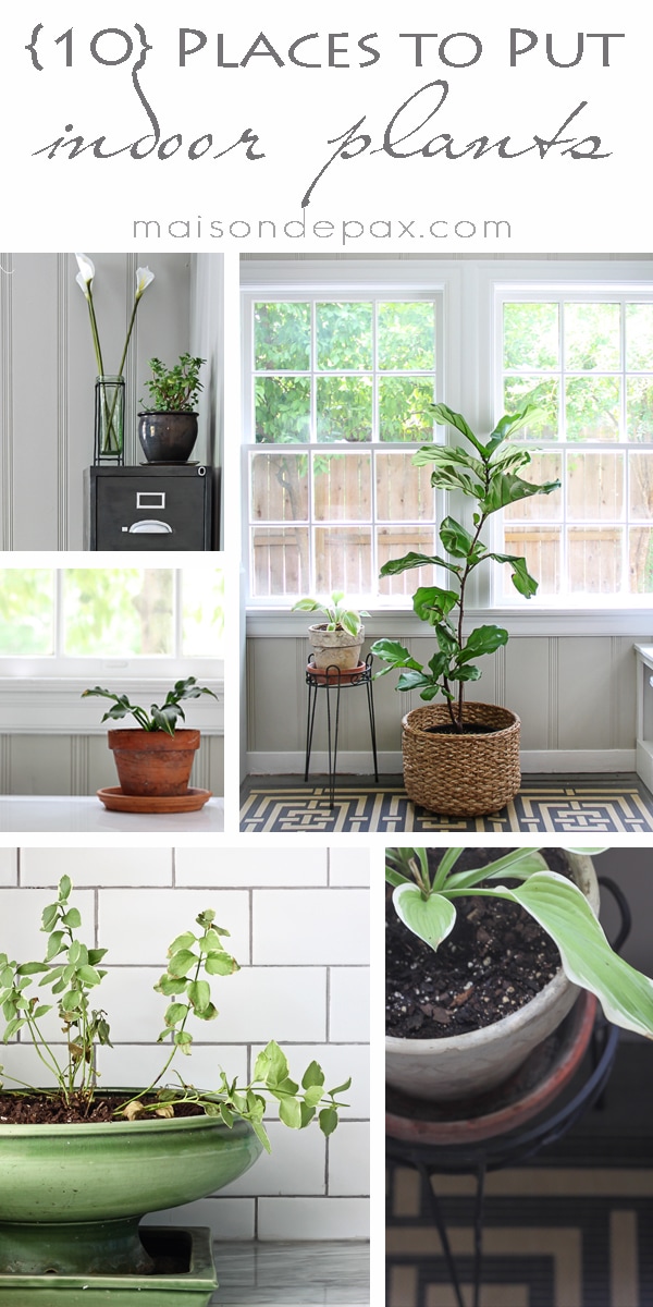 Where to Put Plants in Your House: 10 Ideas