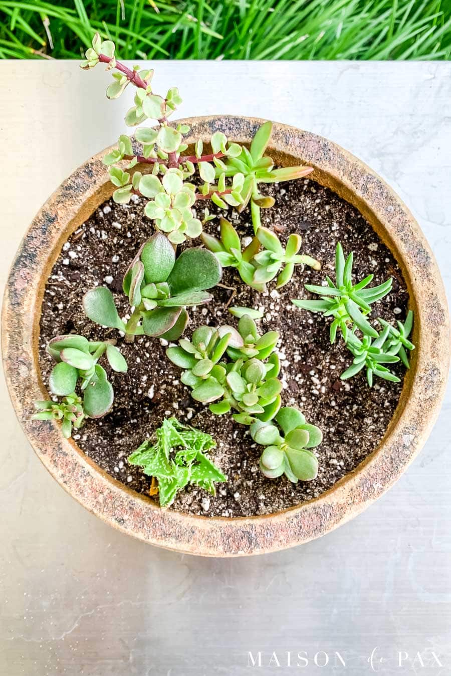 mini succulent container garden in terra cotta pot | Maison de Pax