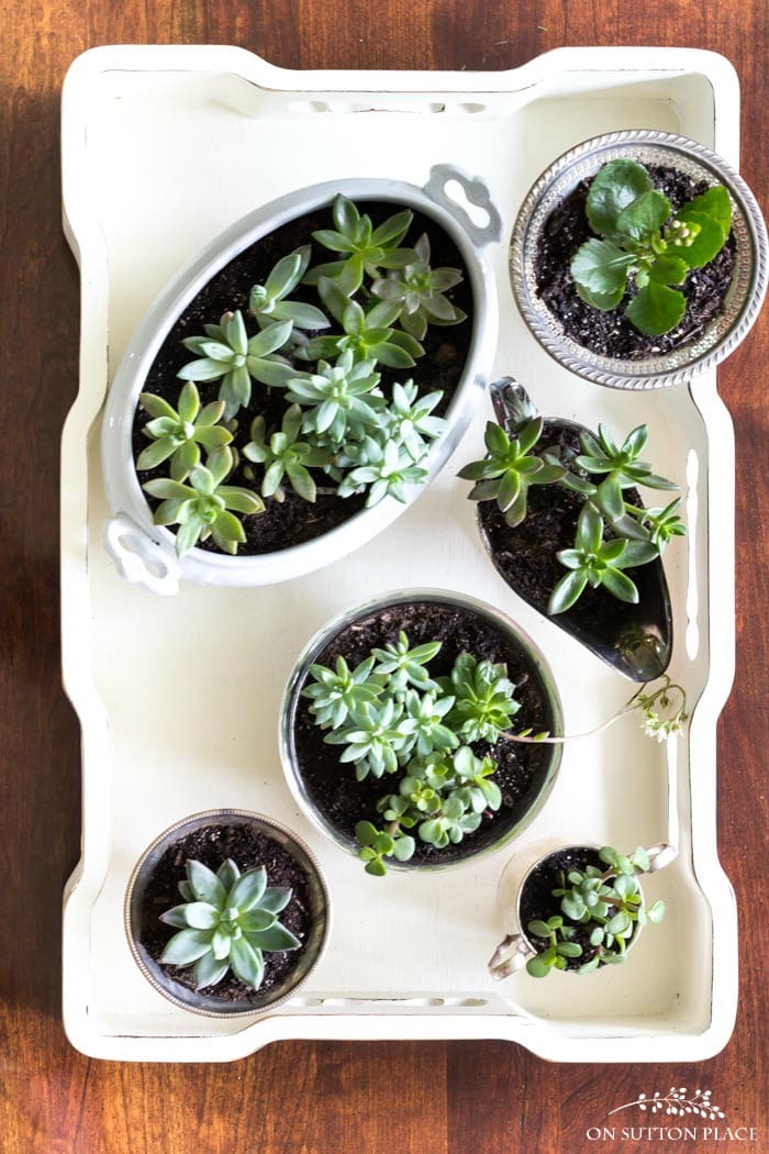 Coffee Table Succulent Garden from On Sutton Place