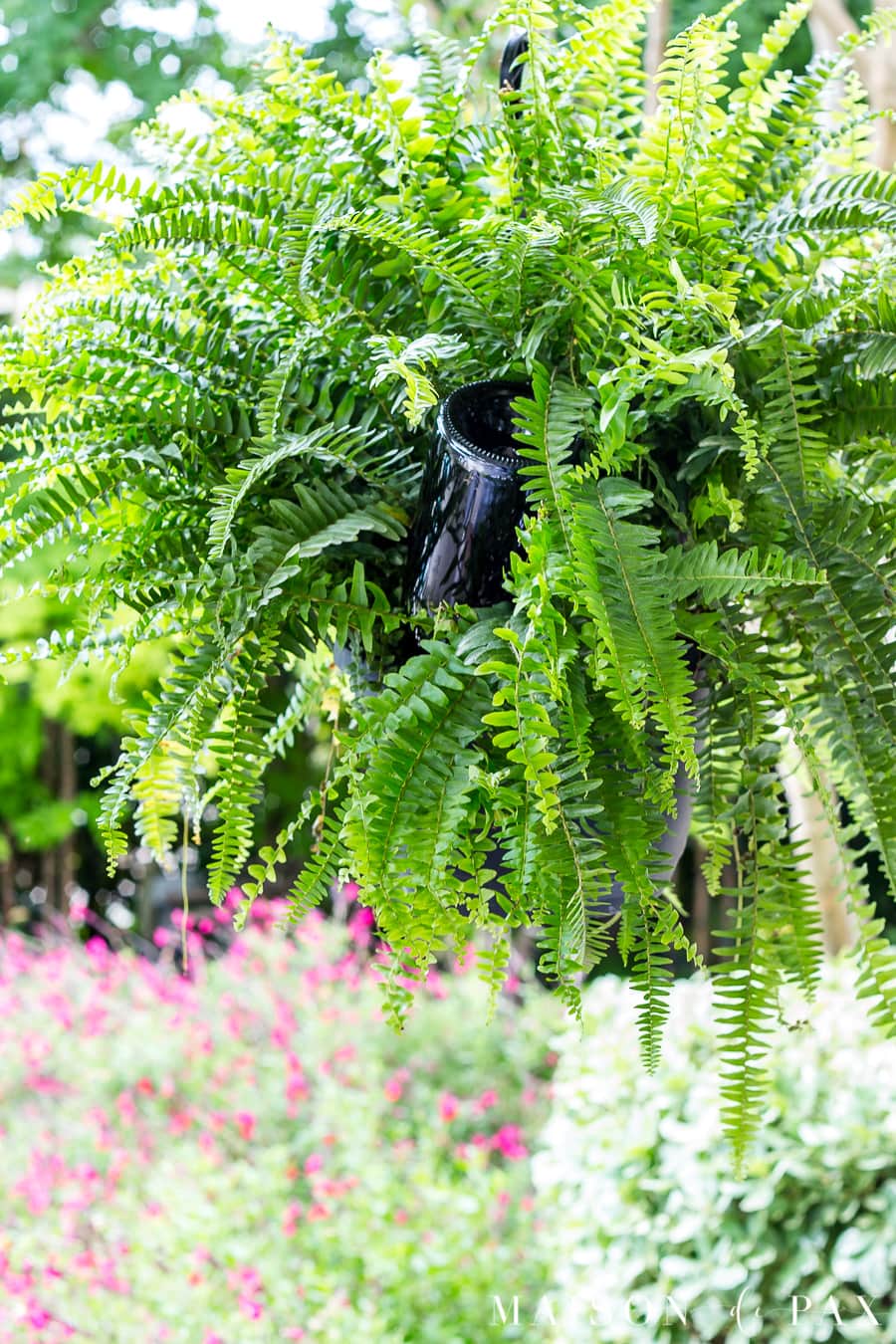 Learn how to make a wine bottle plant waterer to keep your hanging plants hydrated! #winebottlewaterer #winebottle #upcycle #garden #gardening #diygardening #hangingplants #bostonfern #summergarden