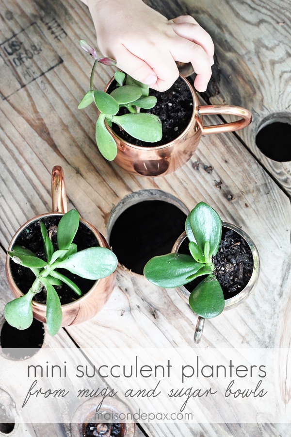 planting succulents in planters- Maison de Pax