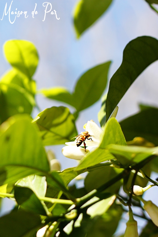 Ideas for bringing simple, fragrant greenery into your home to celebrate spring at aiweb9ygdry.cmersite.com