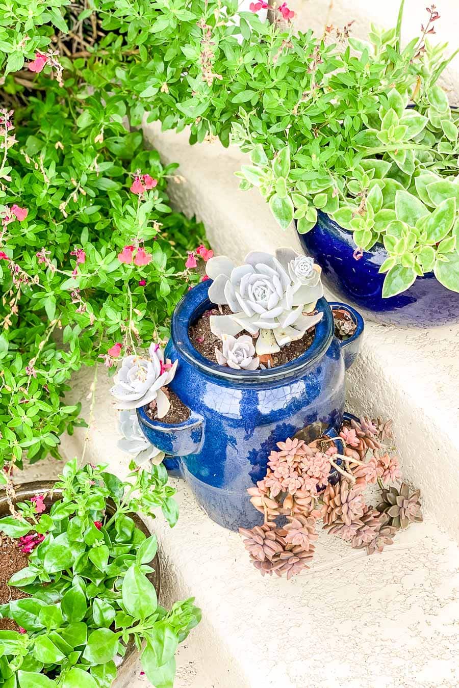 ceramic pots with beautiful succulents lining cream colored porch steps | Maison de Pax